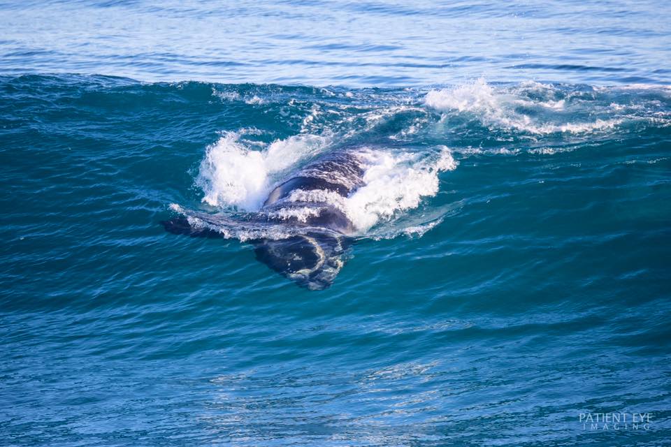 whale watching tours in warrnambool
